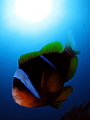   Clowning around vicious clarks anemone fish being bit times whilst taking this shot  